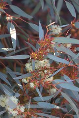 Eucalyptus yalatensis