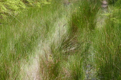 Pezoporus wallicus wallicus