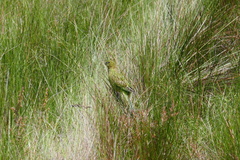 Pezoporus wallicus wallicus