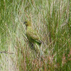 Pezoporus wallicus wallicus