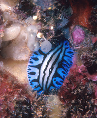 Phyllidiopsis sphingis