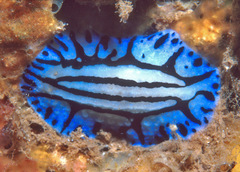 Phyllidiopsis sphingis