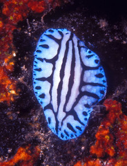 Phyllidiopsis sphingis