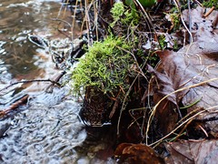 Hygroamblystegium