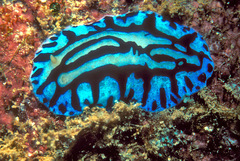 Phyllidiopsis sphingis