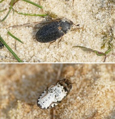 Dermestes frischii