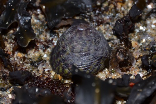 Pennant's topshell