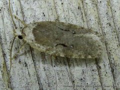 Agonopterix curvilineella