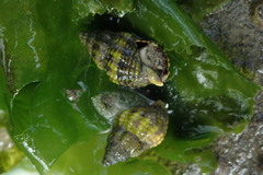 Nassarius fraterculus