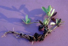 Trifolium eriocephalum eriocephalum