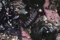 Acanthopleura echinata