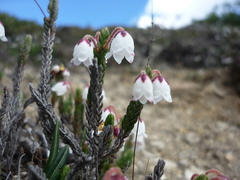 (c) Andreas Taeger, some rights reserved (CC BY) Cassiope selaginoides, photograph (c) Andreas Taeger, some rights reserved (CC BY)