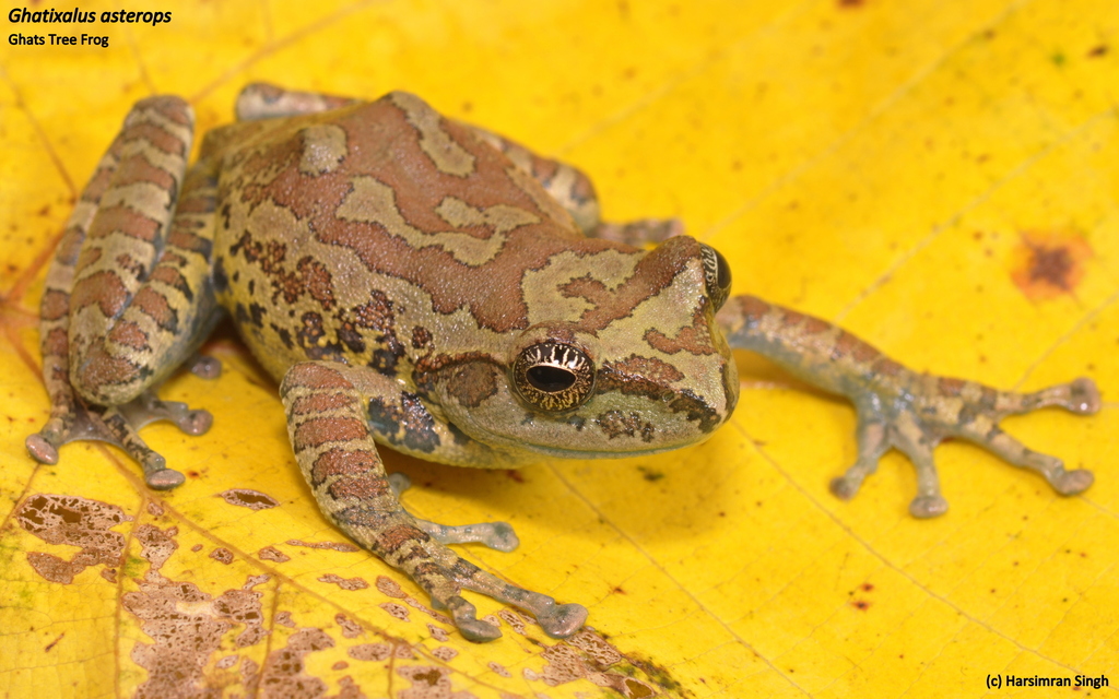 Ghat Tree Frog