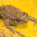 Ghats Tree Frog - Photo (c) Harsimran 'Dino' Singh Aulakh, some rights reserved (CC BY)