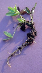 Trifolium eriocephalum eriocephalum