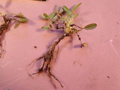 Trifolium eriocephalum eriocephalum