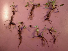 Trifolium eriocephalum eriocephalum