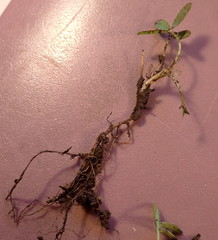 Trifolium eriocephalum eriocephalum