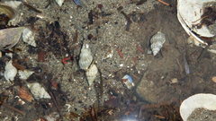 Nassarius fraterculus