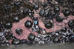 Acanthopleura echinata