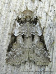 Nycteola