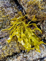 Pachymenia dichotoma