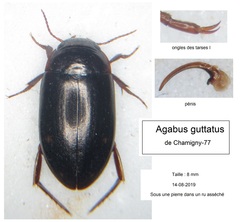 Agabus guttatus