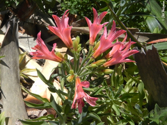 Alstroemeria ligtu ligtu