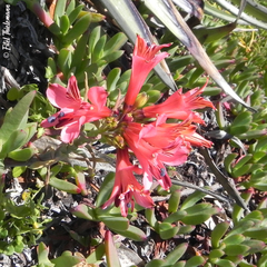 Alstroemeria ligtu ligtu