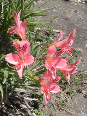 Alstroemeria ligtu ligtu