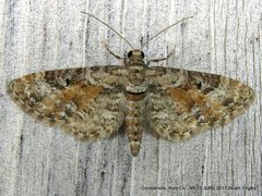Eupithecia anticaria
