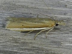 Pima albiplagiatella
