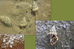 Nassarius fraterculus