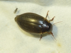 Colymbetes fuscus