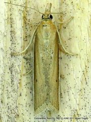 Pima albiplagiatella