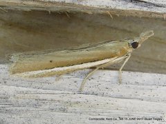 Pima albiplagiatella