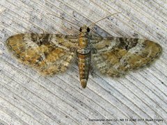 Eupithecia anticaria