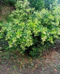 Ehretia tinifolia