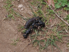 Vulpes vulpes crucigera