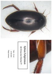 Ilybius fuliginosus