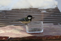 Parus minor