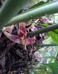 Maxillaria acutifolia