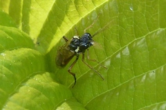 Aglaostigma aucupariae