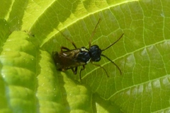 Aglaostigma aucupariae