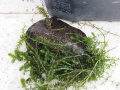 Trachemys venusta uhrigi