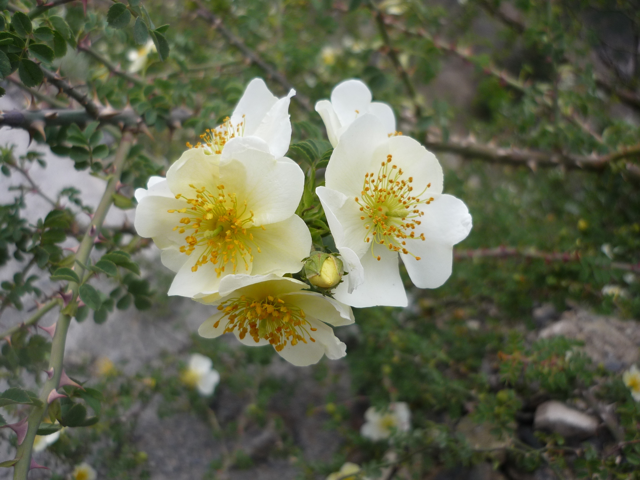 Rosa soulieana