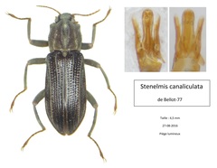 Stenelmis canaliculata