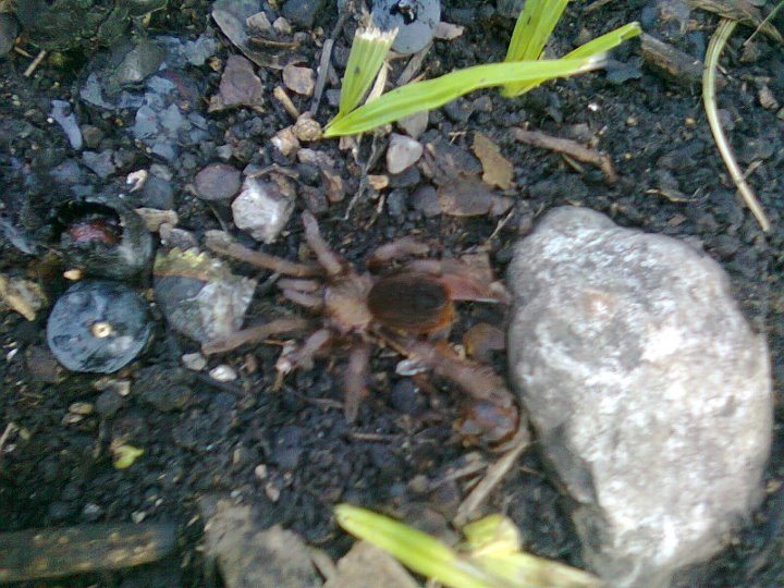 Aphonopelma cookei