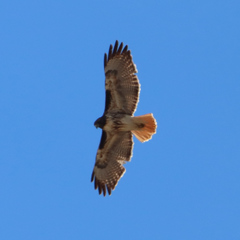 Buteo jamaicensis