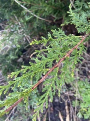 Cupressus × leylandii